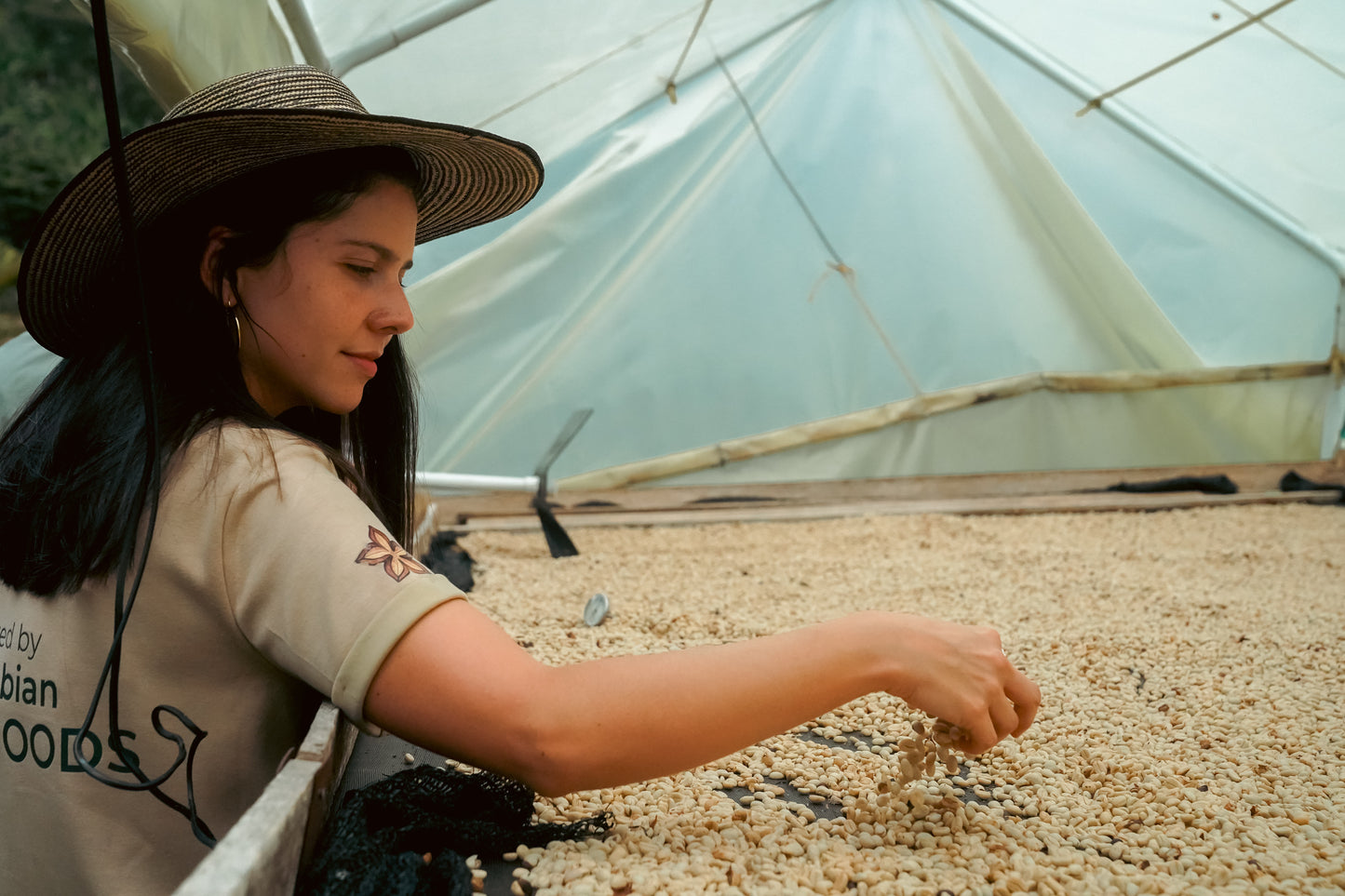 Café Orgánico Castillo Lavado 250 g | Tostión Media · Notas a Chocolate Dulce, Panela, Almendra y Limón